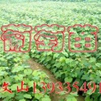 巨峰葡萄苗，錦豐梨苗價(jià)格，黃金梨樹苗，黃冠梨苗