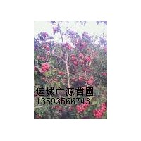 山楂樹出售3-10公分優(yōu)惠價(jià)格供應(yīng)山楂樹