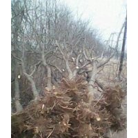 棗樹苗