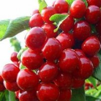 美早櫻桃苗，櫻桃嫁接苗，櫻桃苗，櫻桃苗批發(fā)，紅燈櫻桃苗