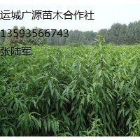 山桃實(shí)生苗出售、大量山桃實(shí)生苗低價(jià)供應(yīng)