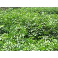 供應(yīng) 香椿苗 花椒苗 杜仲苗