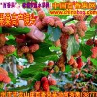 高產(chǎn)量的臺(tái)灣四季大果桑椹苗