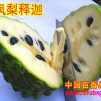 供應(yīng)臺(tái)灣精品水果——-鳳梨釋迦種苗