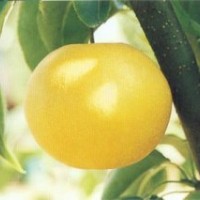 出售桃樹苗