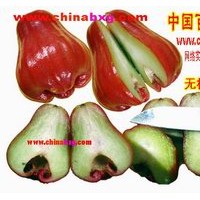 供應(yīng)泰國(guó)黑金剛超甜大果甜蓮霧苗