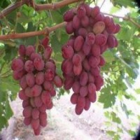 供應(yīng)葡萄苗，紅提葡萄苗，巨峰葡萄苗
