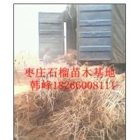 供應(yīng)棗莊石榴樹