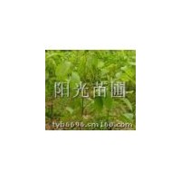山楂苗.山楂樹(shù).山楂果