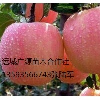 蘋果出售、紅富士蘋果出售、價(jià)格優(yōu)惠