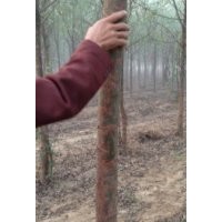 山東竹柳哪里好，百度一下就知道
