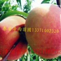 哪里賣的占地桃樹便宜，占地大桃樹哪里