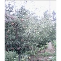 山楂樹，法桐，垂柳，國(guó)槐，火炬，秋樹，梓樹，欒樹