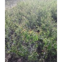 桃樹(shù)苗 山杏苗 櫻桃苗 花椒苗 等果樹(shù)苗