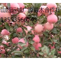 蘋果樹出售、2-5公分蘋果樹、蘋果樹供應(yīng)
