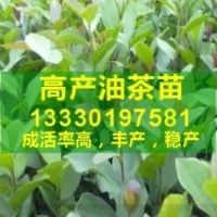 油茶苗的價(jià)格,湖南高產(chǎn)油茶樹,油茶栽培技術(shù),山茶樹經(jīng)濟(jì)效益