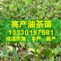 四川油茶樹苗,油茶樹種植政策,油茶高產(chǎn)品種栽培,油茶產(chǎn)業(yè)化