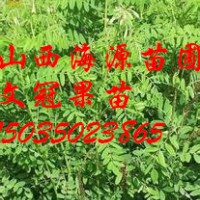 山西苗圃文冠果苗價格文冠果苗圖片文冠果苗批發(fā)