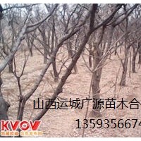 杏樹出售、8-15公分杏樹價(jià)格優(yōu)惠供應(yīng)