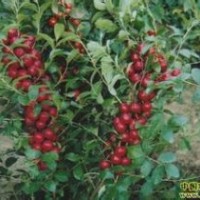 供應(yīng)鈣果苗價(jià)格 鈣果苗基地 鈣果苗圖片 鈣果苗基地
