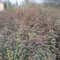 蘋(píng)果，桃，櫻桃，海棠實(shí)生用苗，嫁接苗