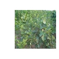 特供高60公分以上山楂苗50萬(wàn)株 大量供應(yīng)2-7公分山楂樹(shù)