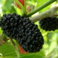 第三代黑色水果新秀黑桑樹(shù)苗