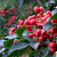 花椒苗、大紅袍花椒苗、花椒樹苗、山東花椒苗
