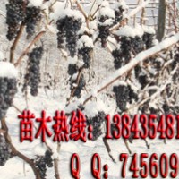 冰葡萄 冰葡萄苗 冬天免埋 一畝葡萄能賺十多萬