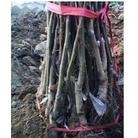供應核桃苗 山西嫁接核桃苗 品種葡萄苗