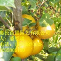 供應(yīng)山東梨苗 原生、嫁接苗 0.6-3公分占地用