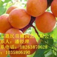 供應(yīng)大量?jī)?yōu)質(zhì)杏苗 山東泰安 1-3年占地杏樹(shù)苗