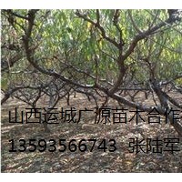 桃樹出售、大量6、7、8公分桃樹低價優(yōu)惠供應