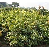 無(wú)限期大量供應(yīng)各種荔枝龍眼芒果苗