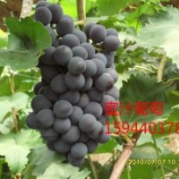 蜜汁葡萄苗種植、茉莉香大棚葡萄苗價(jià)格