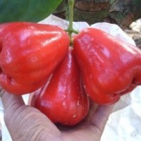 低價(jià)批發(fā)蓮霧苗 大葉蓮霧 巴掌蓮霧 黑金剛蓮霧