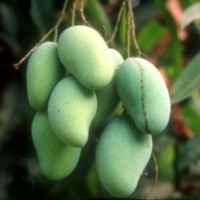 廣西環(huán)球果苗批發(fā)各種優(yōu)質(zhì)果苗 金煌芒 桂七芒 凱特芒