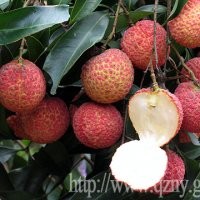 絕對正宗（無核荔枝苗）優(yōu)質(zhì)新品種 果樹 百分百無核 A4無核荔枝