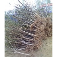 優(yōu)質(zhì)桃苗，桃樹苗，桃樹苗價(jià)格