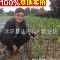 無花果樹苗