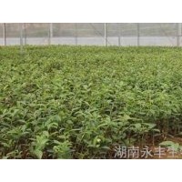 果樹苗木供應核桃苗,油茶苗,錐栗苗