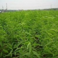 大量桃樹(shù)苗出售