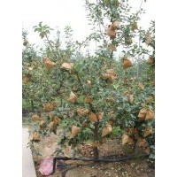 蘋果苗批發(fā)|蘋果苗品種|蘋果苗種植技術(shù)