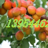 杏樹苗木基地供應(yīng)杏樹苗、杏樹苗價格、杏樹苗批發(fā)