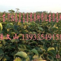 河北梨樹苗，梨樹苗哪里的好，皇冠梨樹苗