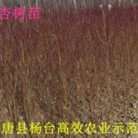 山杏苗杏樹苗杏樹苗價(jià)格仁用杏苗河北杏樹苗