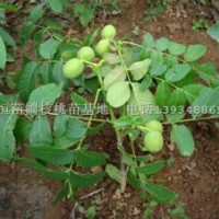 核桃苗，香玲核桃苗，遼河核桃苗，嫁接核桃苗
