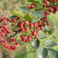 大紅袍花椒苗