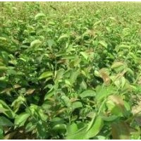 梨樹苗山西梨樹苗價格紅香酥梨樹苗玉露香梨樹苗