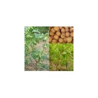 山西核桃苗、高產(chǎn)核桃苗、品種核桃苗